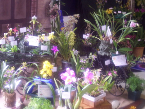 Sunraysia Orchid Club Display