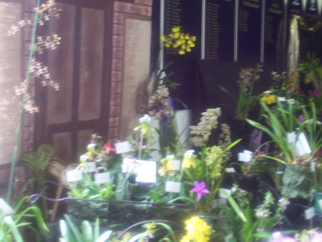Sunraysia Orchid Club Display