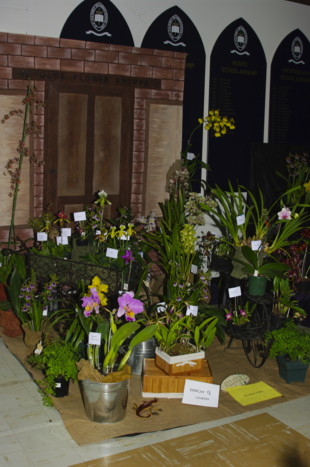 Sunraysia Orchid Club Display