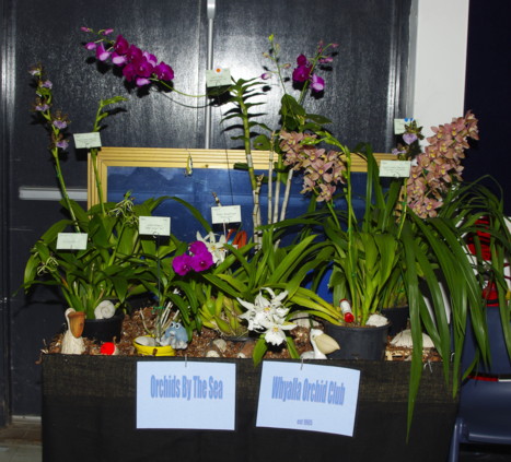Whyalla Orchid Club