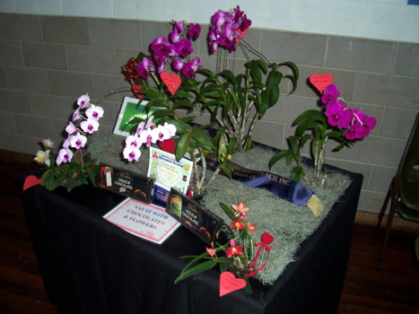 Whyalla Orchid Club