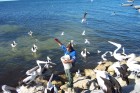 Feeding the Pelicans