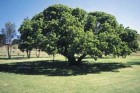170 year old Mulberry tree