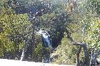 McKenzie Falls
