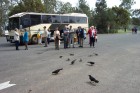 Morning Tea with the birds at Parkes