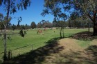 Camels at Dubbo Zoo