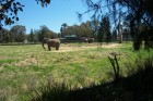 Dubbo Zoo's 3 Elephants
