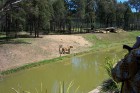 One of Dubbo Zoo's 3 Lions