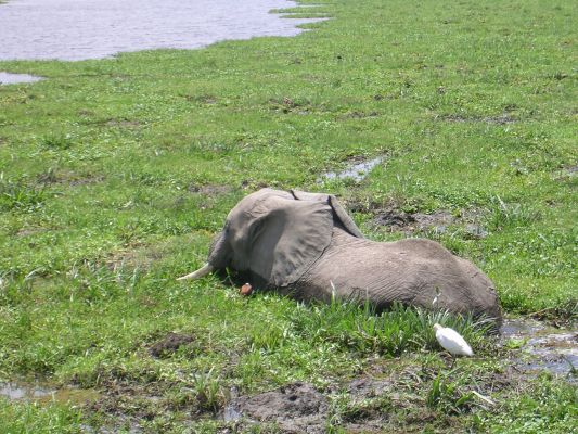 Amboseli-115.html