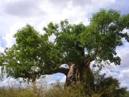 Tsavo-224.html