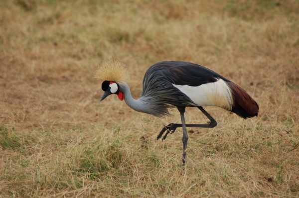 Crested Crane