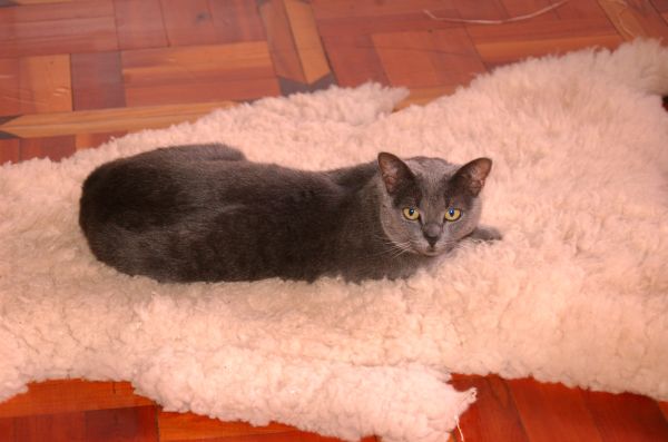 20071122-046.html