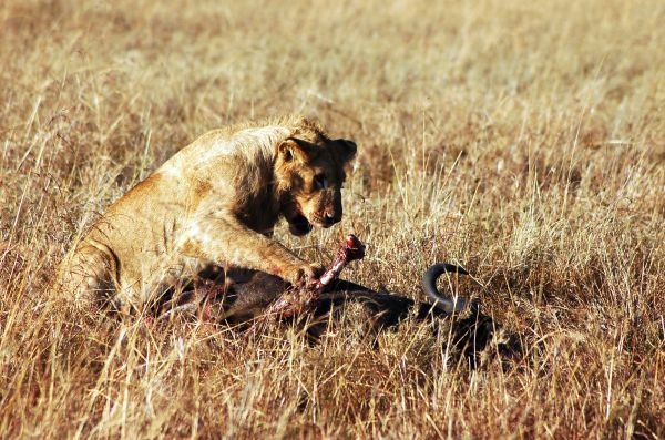 Lion with kill