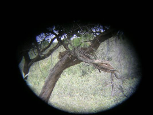 maasi-mara-037.html