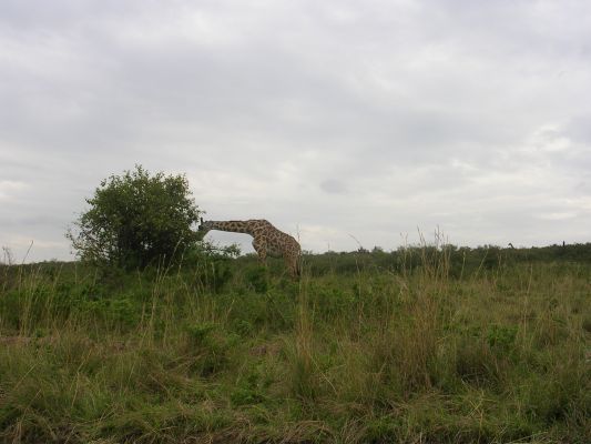 maasi-mara-046.html