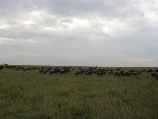 maasi-mara-081.html