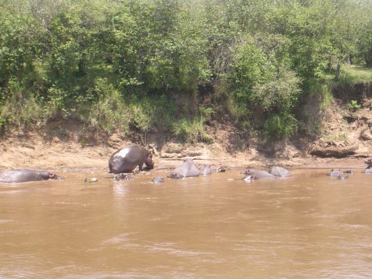 maasi-mara-224.html
