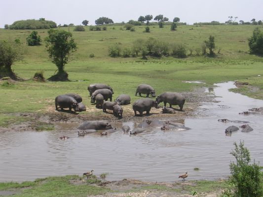 maasi-mara-227.html