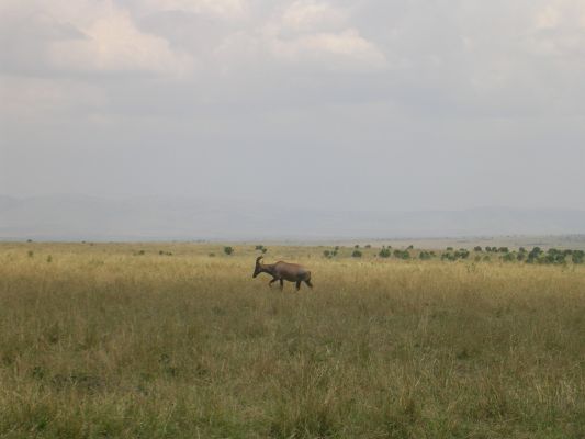 maasi-mara-231.html