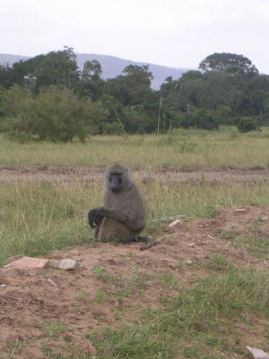 maasi-mara-236.html