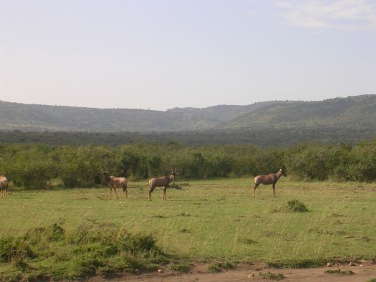 maasi-mara-243.html