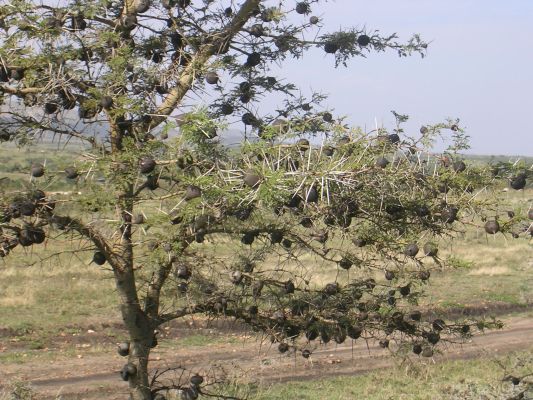 maasi-mara-245.html