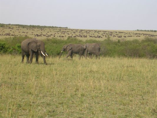 maasi-mara-259.html