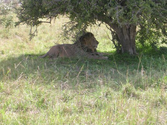 Lion