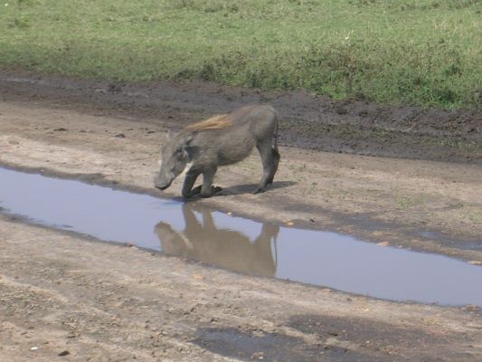 maasi-mara-295.html