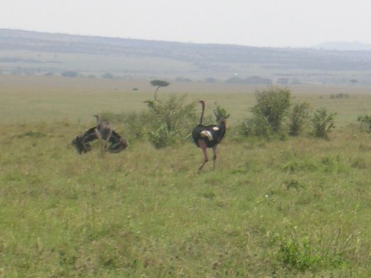 maasi-mara-299.html