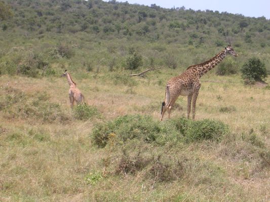 maasi-mara-309.html