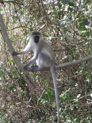 nairobi-supp1-096.html