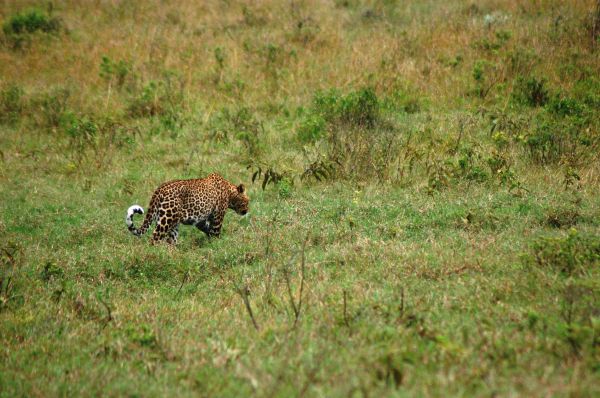 Leopard stalking