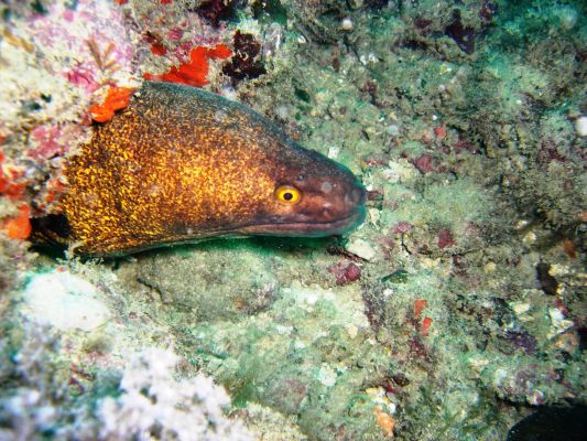 Moray Eel