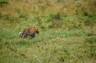 Leopard, Lake Nakuru NP