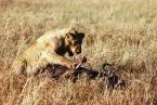 Lion with kill