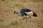 Crested Crane