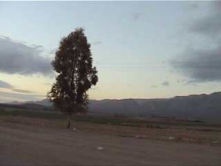 kamalisarvestani015.jpg (10885 bytes)