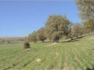 kamalisarvestani051.jpg (18165 bytes)