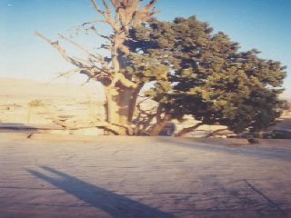 Sarv,This Cypress is more than 1200years.