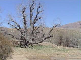 saheh01.jpg (17246 bytes)