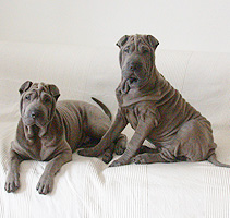 sofa session