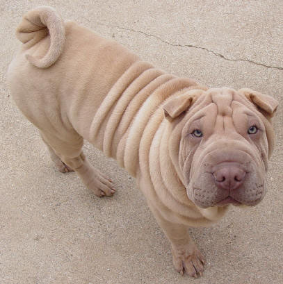 Shar-pei Town Cowboy