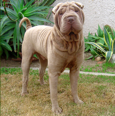 lilac shar pei