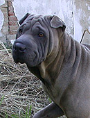 three Years old