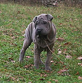 2 months old