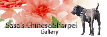 Welcome to Sasa's Chinese Sharpei