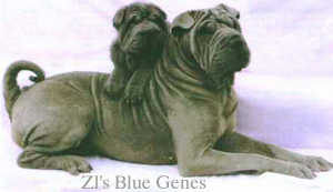 shar-pei bleu ZI's Blue Genes