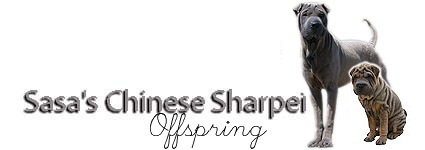 Welcome to Sasa's Chinese Sharpei
