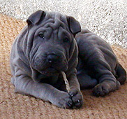 pao chewing and